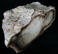 Petrified Cherry Wood End Cut - McDermitt, OR #13989-2